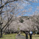 南九州市川辺町 清水岩屋公園の桜